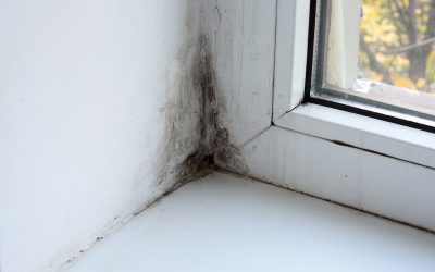 The Warning Signs of Mold in Your Home
